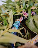 L'Association francophone de Nanaimo